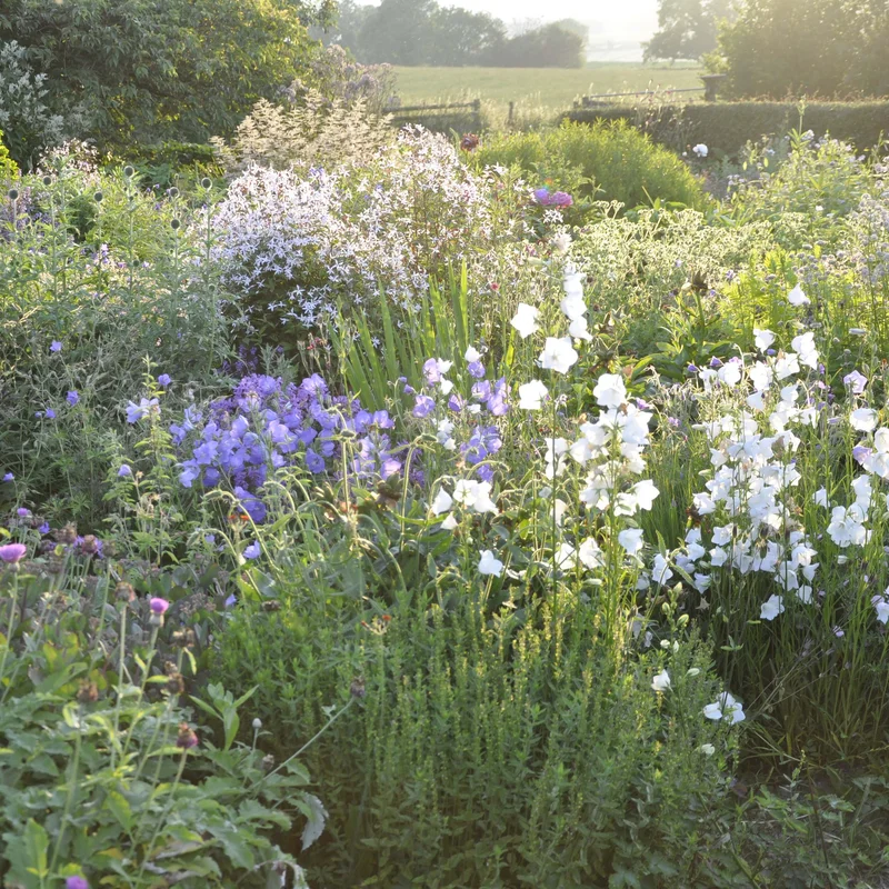 claireaustin-hardyplants3018441