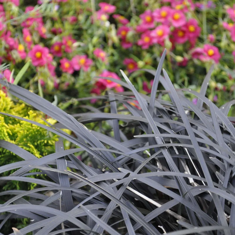 claireaustin-hardyplants3018511