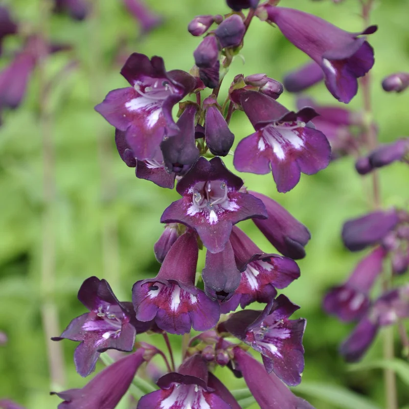 claireaustin-hardyplants3019169