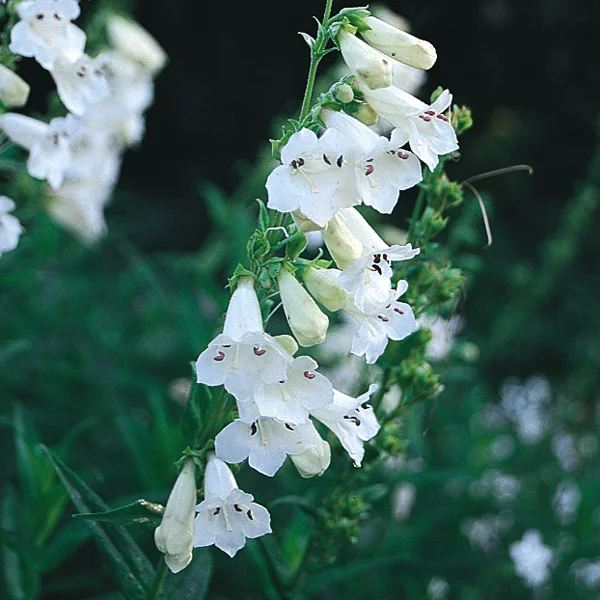 claireaustin-hardyplants3019331