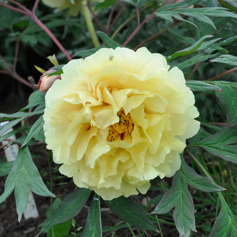claireaustin-hardyplants3019386