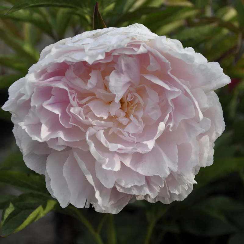 claireaustin-hardyplants3019418