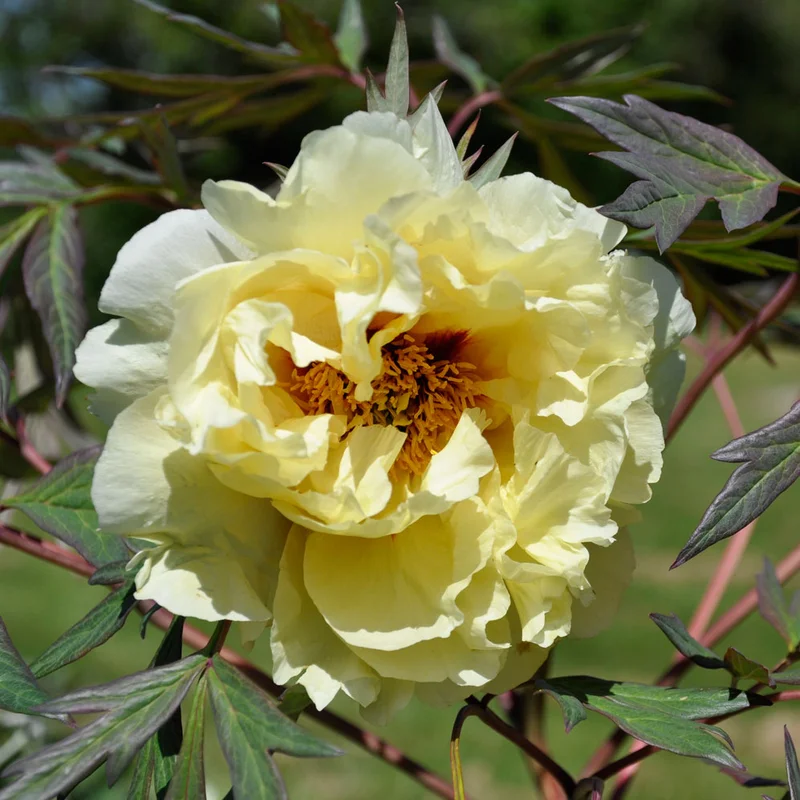 claireaustin-hardyplants3019489