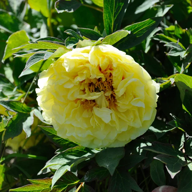 claireaustin-hardyplants3019522