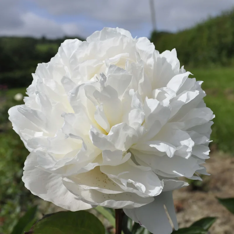 claireaustin-hardyplants3019615