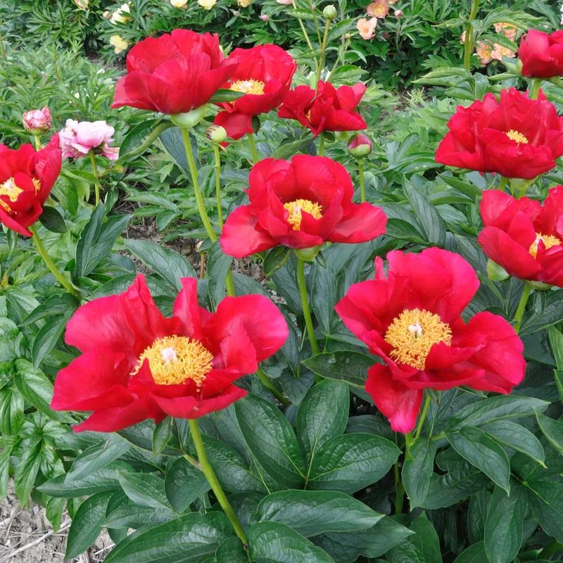 claireaustin-hardyplants3019649
