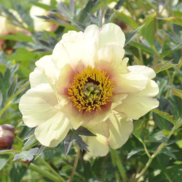 claireaustin-hardyplants3019720