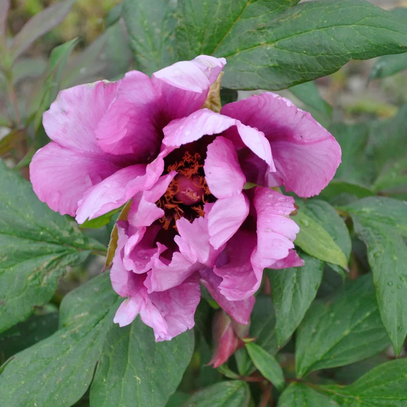 claireaustin-hardyplants3019785
