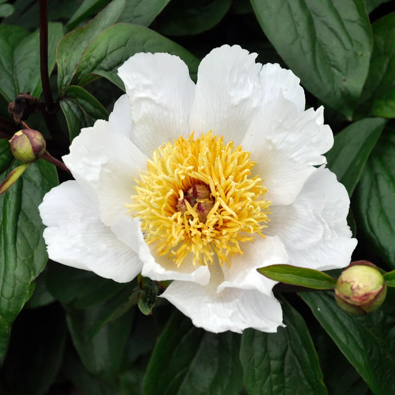 claireaustin-hardyplants3019815