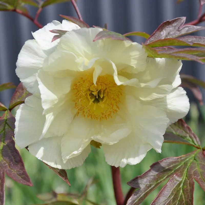 claireaustin-hardyplants3019846