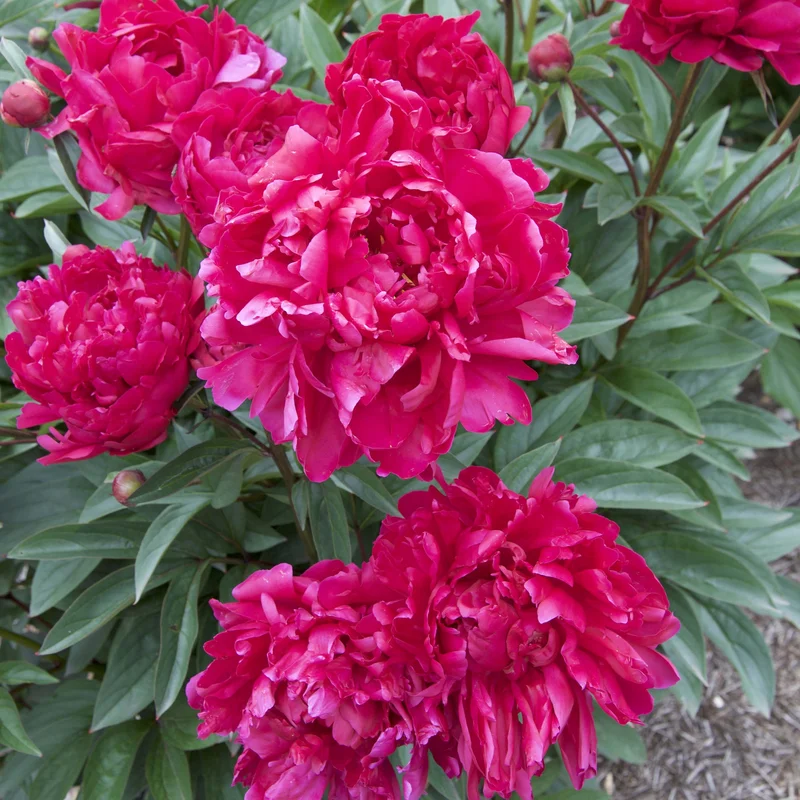 claireaustin-hardyplants3019953