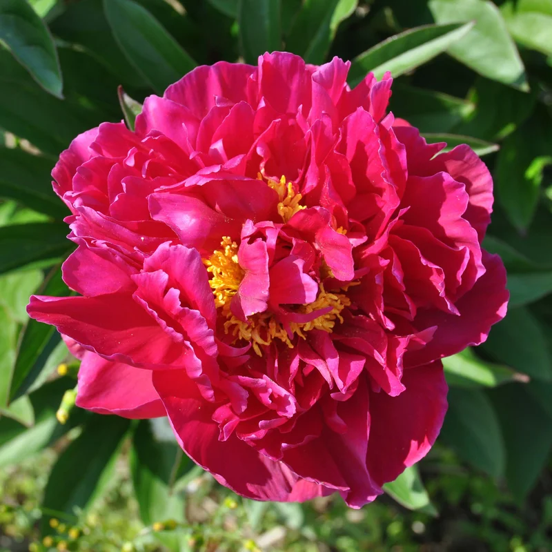 claireaustin-hardyplants3020197