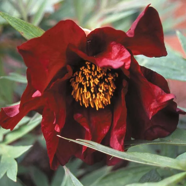 claireaustin-hardyplants3020271