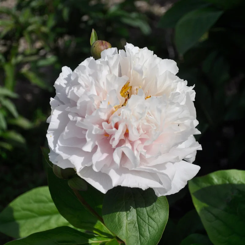 claireaustin-hardyplants3020333