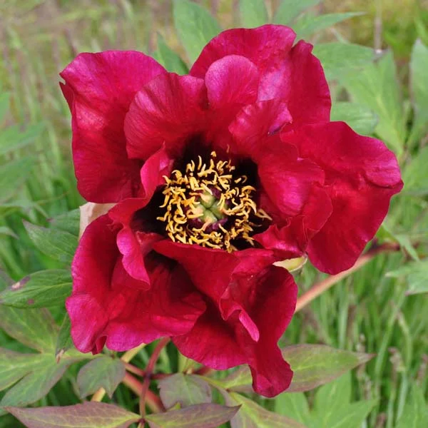 claireaustin-hardyplants3020390