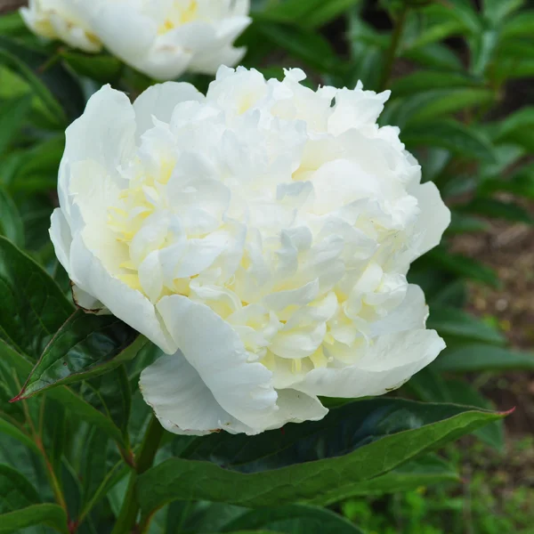 claireaustin-hardyplants3020579