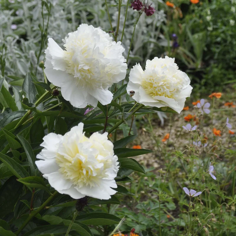 claireaustin-hardyplants3020623