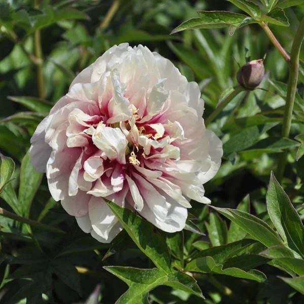 claireaustin-hardyplants3020884