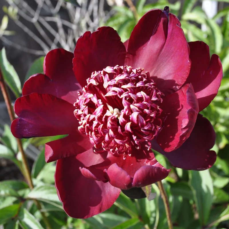 claireaustin-hardyplants3021058