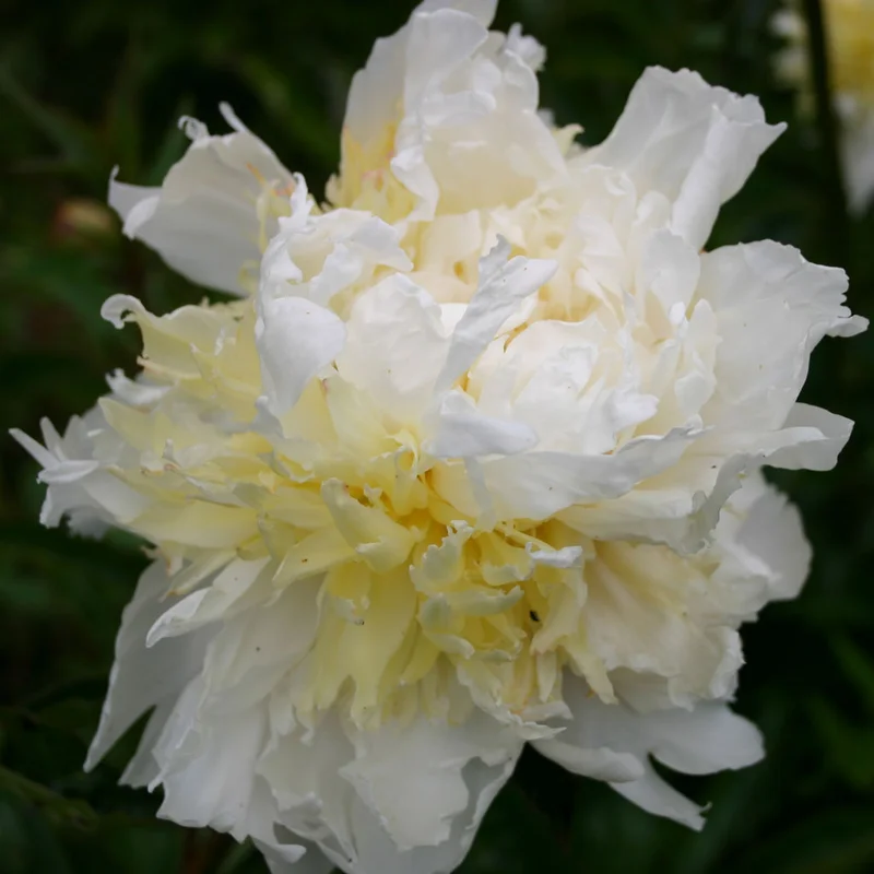 claireaustin-hardyplants3021082