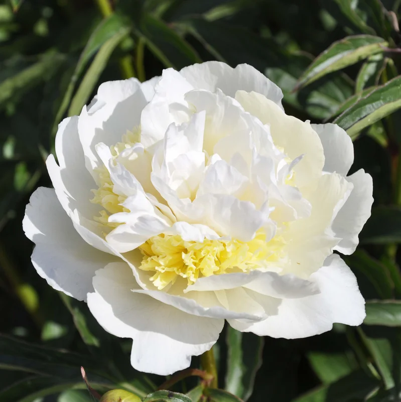 claireaustin-hardyplants3021114
