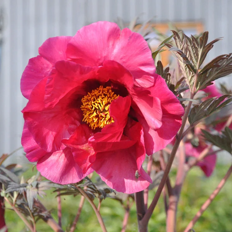 claireaustin-hardyplants3021200