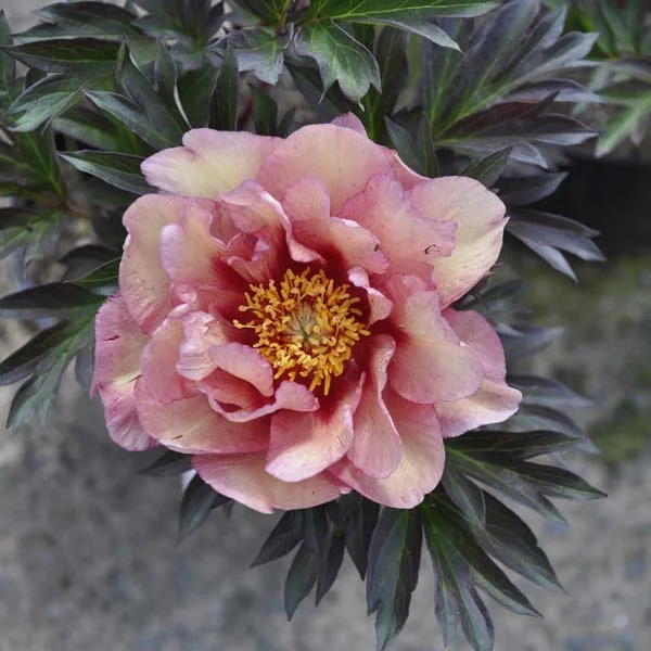 claireaustin-hardyplants3021403