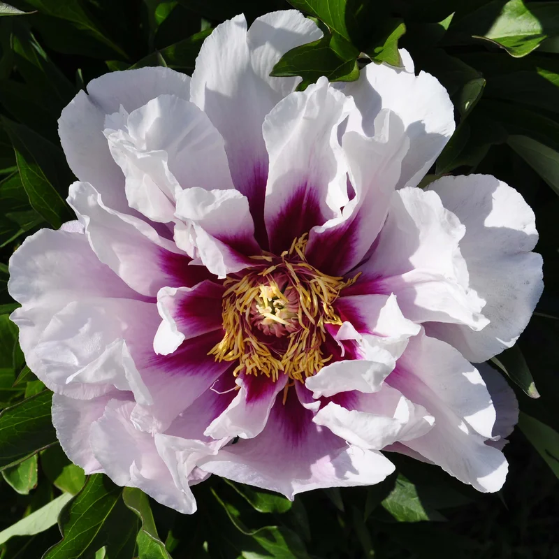 claireaustin-hardyplants3021440