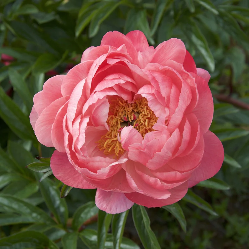 claireaustin-hardyplants3021507