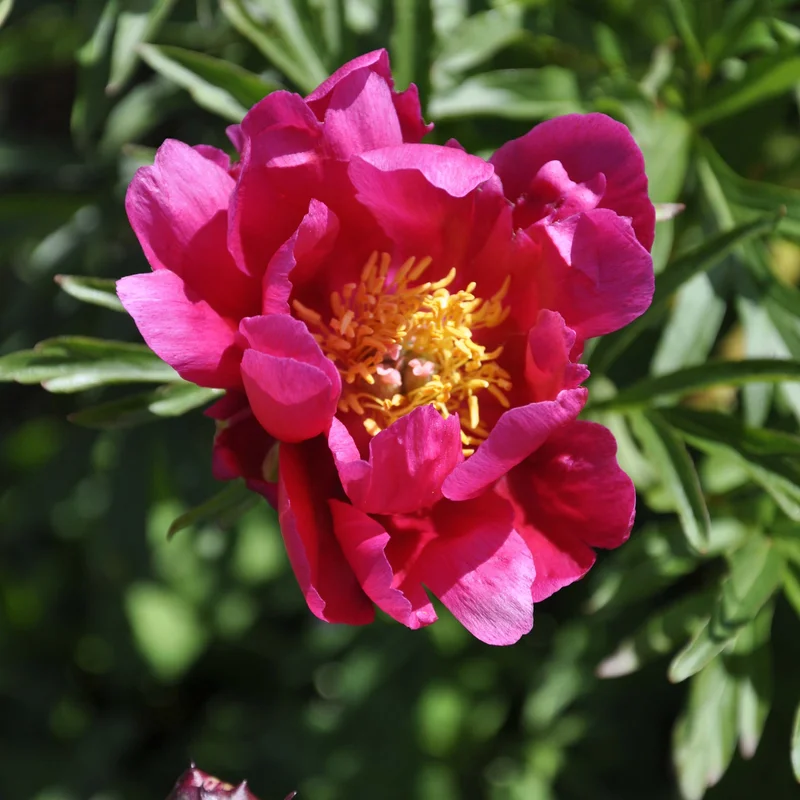 claireaustin-hardyplants3021540