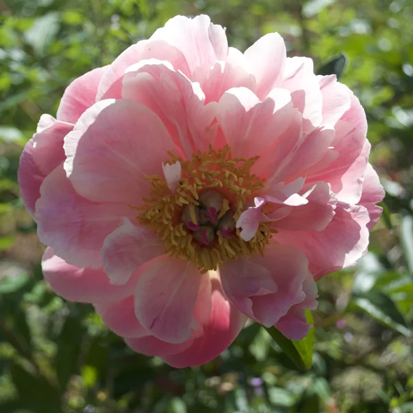 claireaustin-hardyplants3021570