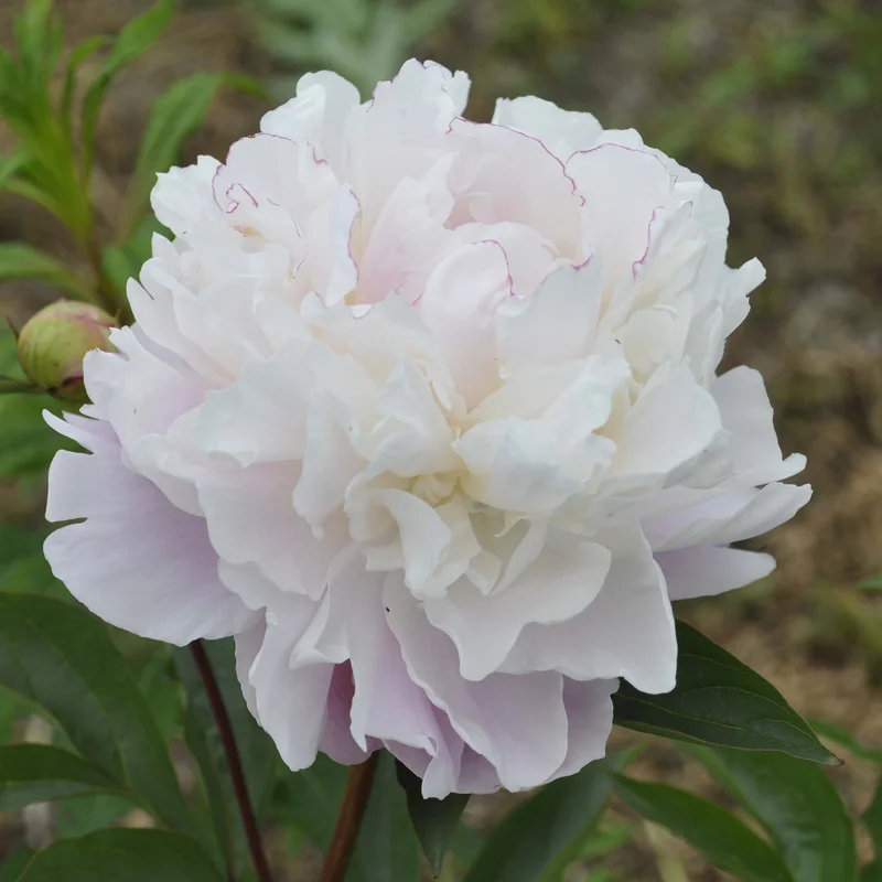 claireaustin-hardyplants3021600