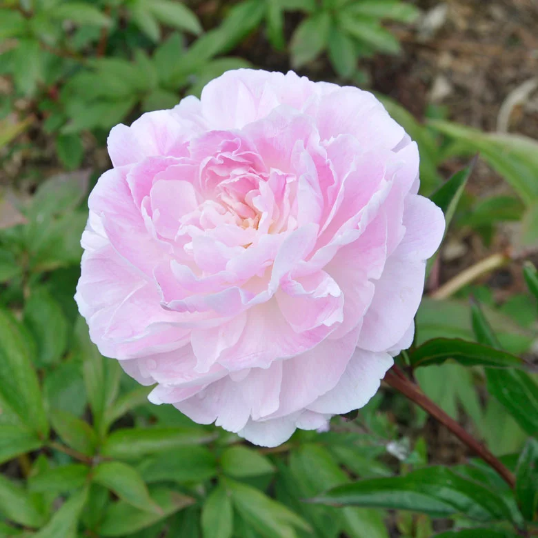 claireaustin-hardyplants3021624