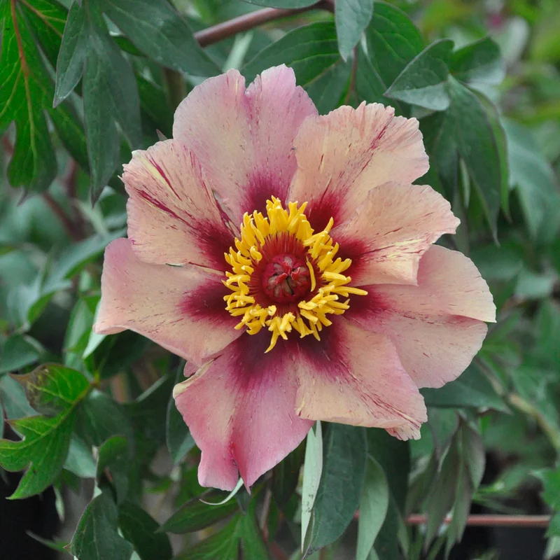 claireaustin-hardyplants3021683