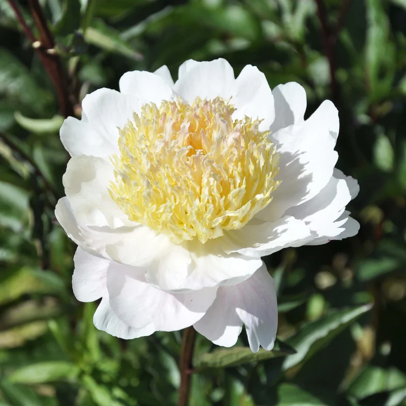 claireaustin-hardyplants3021719