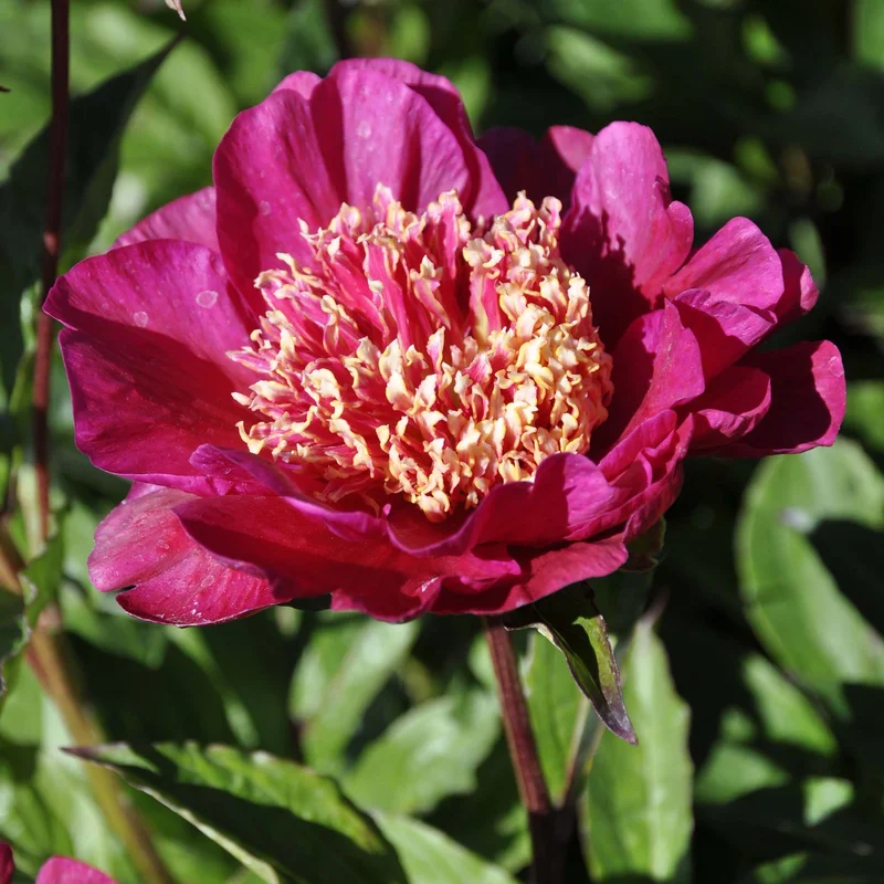 claireaustin-hardyplants3021760