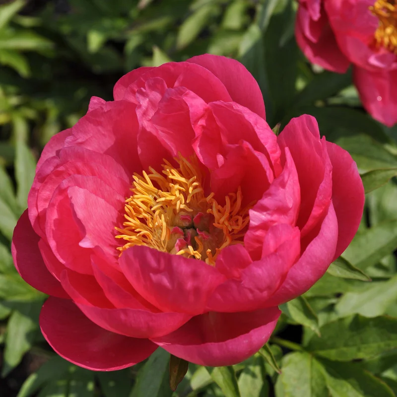claireaustin-hardyplants3021823