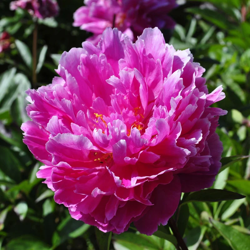 claireaustin-hardyplants3021925