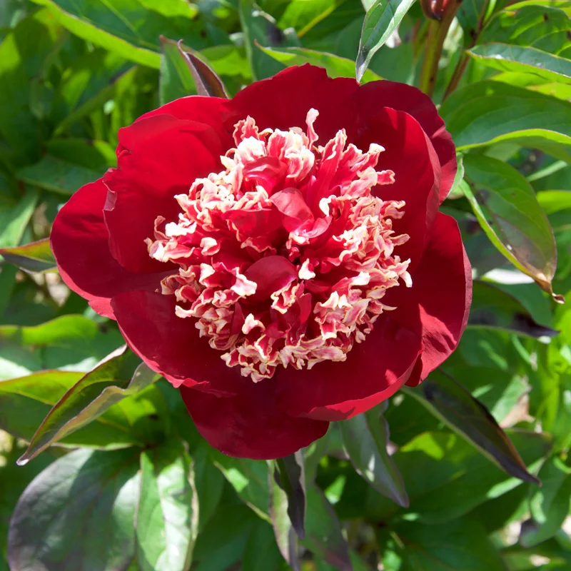 claireaustin-hardyplants3022065