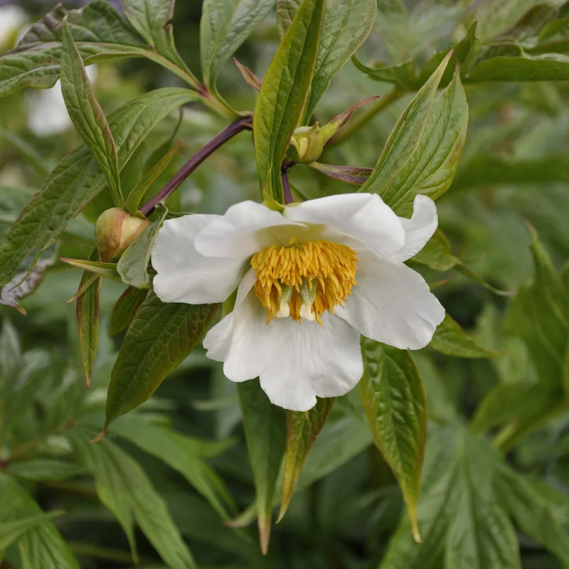 claireaustin-hardyplants3022211