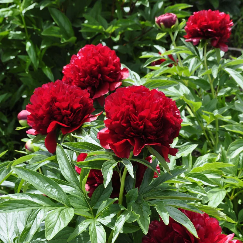 claireaustin-hardyplants3022293