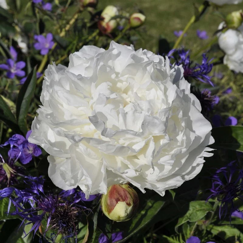 claireaustin-hardyplants3022353