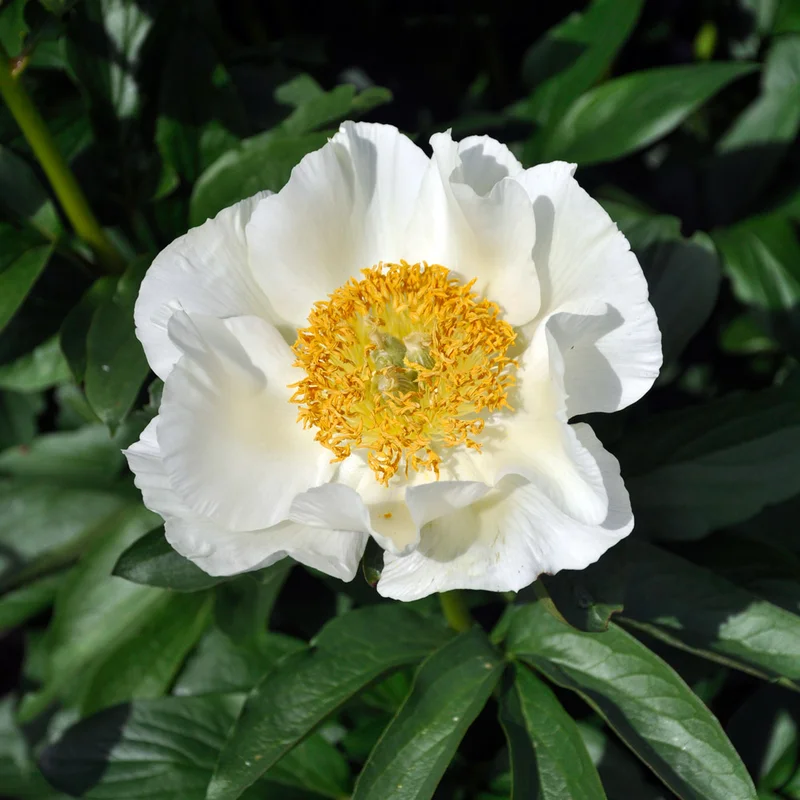 claireaustin-hardyplants3022422