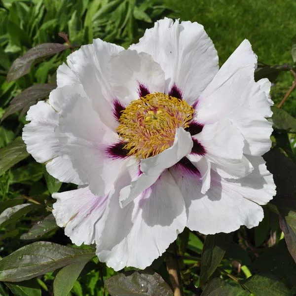 claireaustin-hardyplants3022481