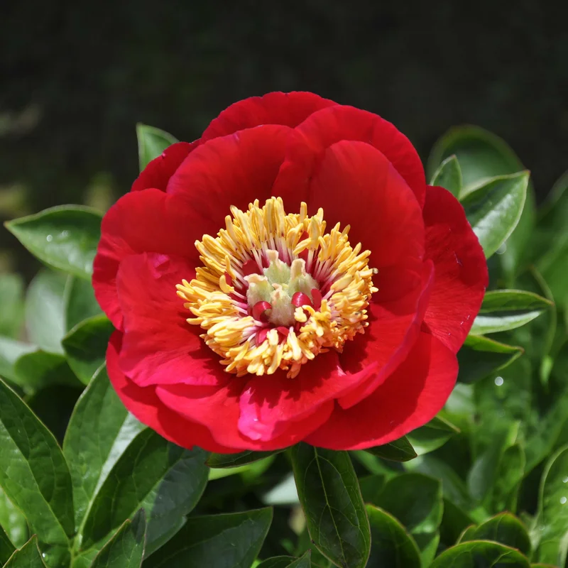 claireaustin-hardyplants3022525