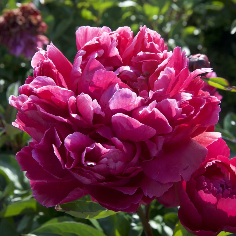 claireaustin-hardyplants3022624