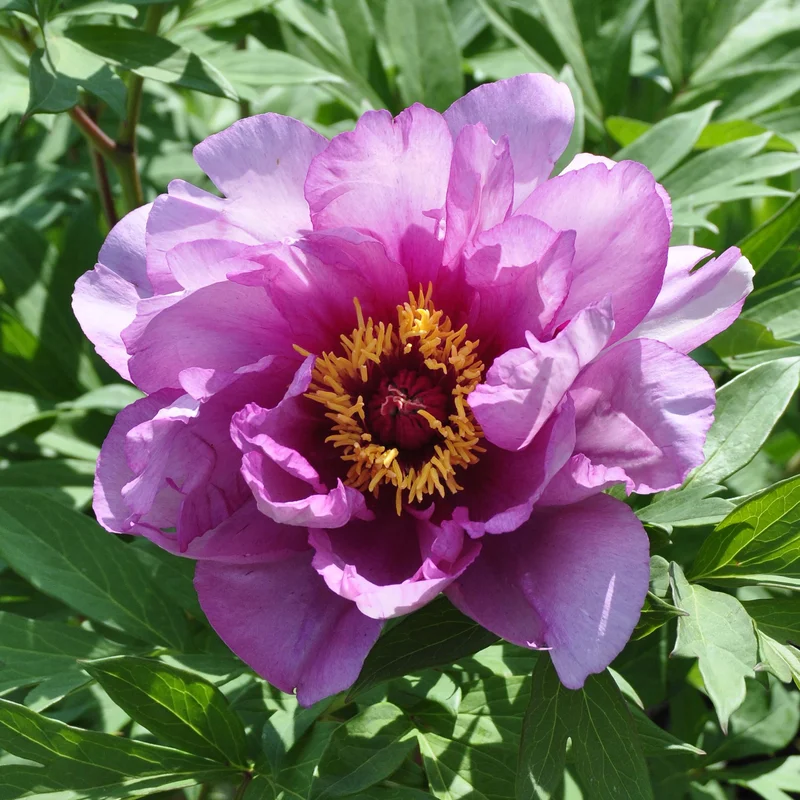 claireaustin-hardyplants3022671