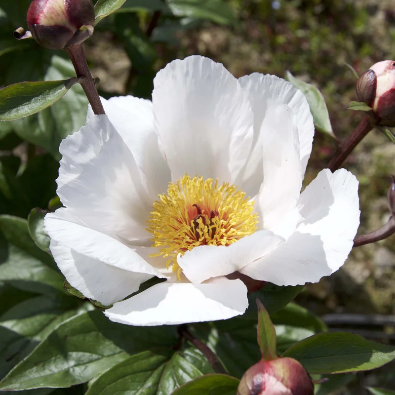 claireaustin-hardyplants3022797
