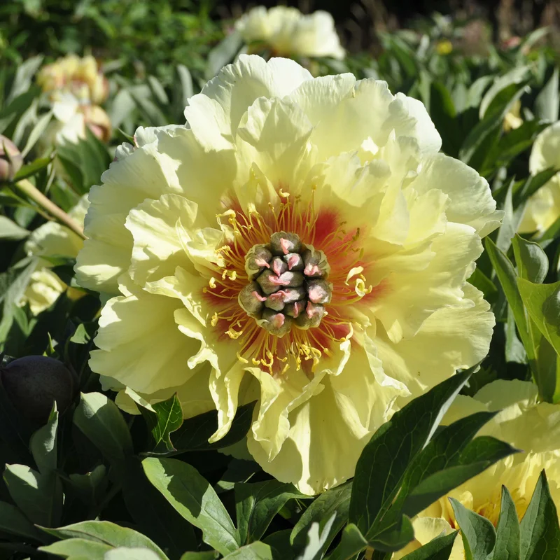 claireaustin-hardyplants3022836