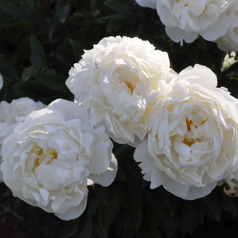 claireaustin-hardyplants3022870